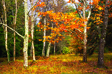 Autumnal colours in Blackwater Arboretum, New Forest National Park, Hampshire, England, United Kingdom, Europe