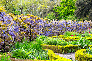 Wisteria in the walled garden of Fulham Palace, London, England, United Kingdom, Europe