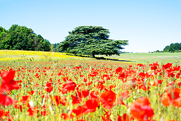 A tree in a field of poppies in Kent, England, United Kingdom, Europe