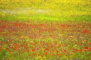 A wildflower meadow in Kent, England, United Kingdom, Europe