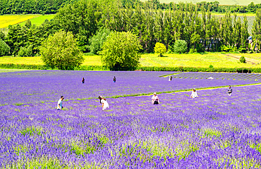 Lavender fields in Shoreham, Kent, England, United Kingdom, Europe