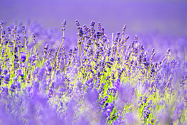 Lavender fields in Shoreham, Kent, England, United Kingdom, Europe