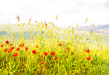 Spring in the Val d'Orcia, Tuscany, Italy