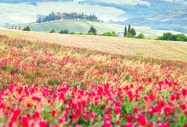 Spring in the Val d'Orcia, UNESCO, Tuscany, Italy