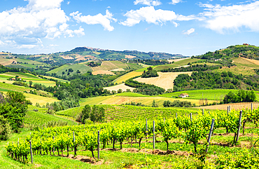 Rolling hills and vineyards of Marche region, Italy