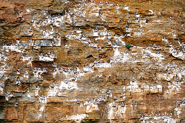 Seagulls nesting on a rocky cliff in Staithes, North Yorkshire, England