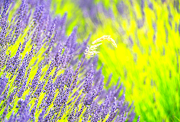 Lavender fields in North Yorkshire, England