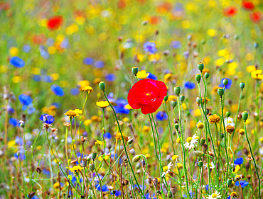 A meadow in the town of Lewes, East Sussex, England