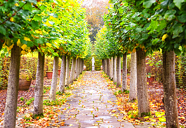 The Lime Walk in the Sissinghurst Castle Garden, Kent, England