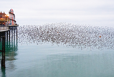 Starling murmuration at sunset next to the Brighton Palace Pier, City of Brighton and Hove, East Sussex, England