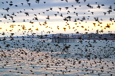 The remains of the West Pier as seen through the starling murmuration at sunset, City of Brighton and Hove, East Sussex, England