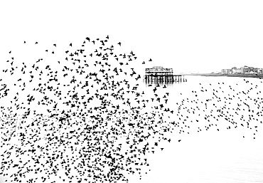 Starling murmuration at sunset with the remains of the West Pier in the background, City of Brighton and Hove, East Sussex, England