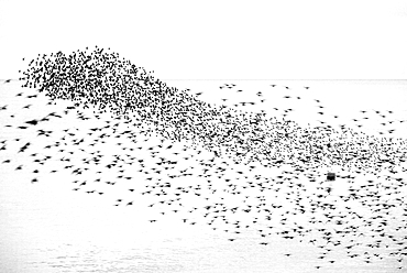 Starling murmuration at sunset, as seen from the Brighton Beach, City of Brighton and Hove, East Sussex, England