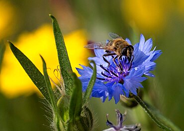 A Bee on a Blue Cornflower (Centaurea cyanus), near Oscroft, Cheshire, England, UK