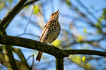 Song Thrush (Turdus philomelos), Cheshire, England, United Kingdom, Europe