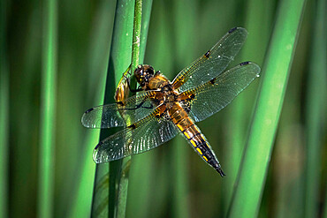 Four Spotted Chaser Dragonfly (Libellula quadrimaculata), Anderton Nature Reserve, Cheshire, England, United Kingdom, Europe