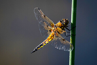 Four Spotted Chaser Dragonfly (Libellula quadrimaculata), Anderton Nature Reserve, Cheshire, England, United Kingdom, Europe