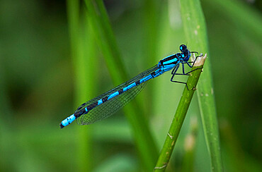 Common Blue Damselfly (Enallagma cyathigerum), Northwich Woodlands, Cheshire, England, United Kingdom, Europe