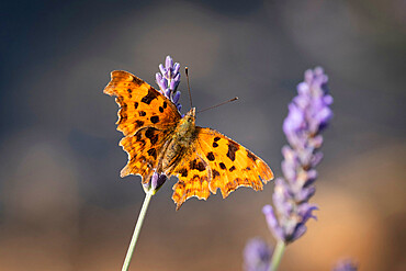 Comma Butterfly (Polygonia c-album) on Lavender (Lavandula), Cheshire, England, United Kingdom, Europe