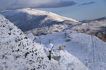 Welsh Mountain Sheep backed by Moel Siabod and the Moelwynion mountain range in winter, Snowdonia National Park, Eryri, North Wales, United Kingdom, Europe