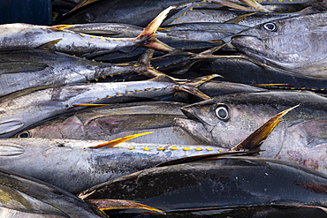 Yellow Fin Tuna (Thunnus albacares), local Fishing Industry catch, Santa Maria, Sal, Cape Verde Islands, Atlantic, Africa