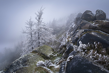 Hoar frosted trees and freezing fog at The Roaches rock formation in Winter, The Roaches, near Leek, Peak District National Park, Staffordshire Moorlands, Staffordshire, England, United Kingdom, Europe