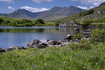 Bluebells and wildflowers beside Llynnau Mymbyr backed by the Mount Snowdon (Yr Wyddfa) and the Snowdon Horseshoe, Dyffryn Mymbyr, Snowdonia National Park, Eryri, North Wales, UK