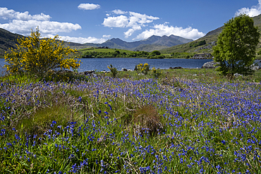 Bluebells beside Llynnau Mymbyr backed by the Snowdon Horseshoe, Dyffryn Mymbyr, Snowdonia National Park, Eryri, North Wales, UK