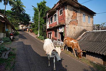 Cows wandering freely in the backstreets of Panjim City, Panjim (Panaji), Goa, India, Asia