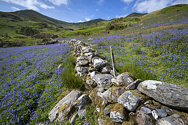 Bluebells (Hyacinthoides non-scripta) in Cwm Pennant backed by the Nantlle Ridge, Cwm Pennant, Park (Eryri), Gwynedd, North Wales, United Kingdom, Europe