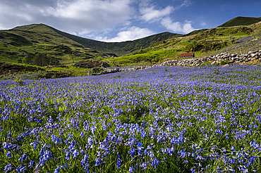 Bluebells (Hyacinthoides non-scripta) in Cwm Pennant backed by the Nantlle Ridge, Cwm Pennant, Snowdonia National Park, Eryri, Gwynedd, North Wales, UK