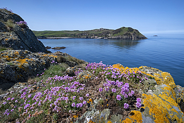 Wildflowers on the Anglesey Coastal path looking to Porth Wen and Torllwyn Headland in spring, near Cemaes, Isle of Anglesey, North Wales, United Kingdom, Europe