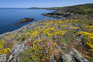 Pink Sea Thrift (Armeria maritima) and Yellow Birds foot trefoil (Lotus corniculatus) wildflowers on the Anglesey Coastal path looking to Point Lynas Lighthouse in spring, near Amlwch, Isle of Anglesey, North Wales, UK