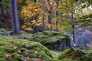 Beech Woodland in autumn, Tanat Valley, Powys, Wales, United Kingdom, Europe