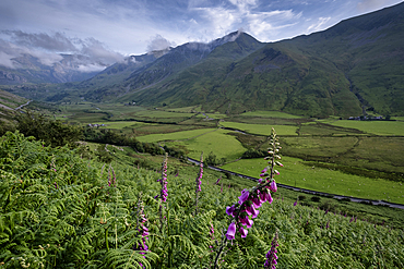 Foxglove wildflowers above the Nant Ffrancon in summer backed by the Glyderau mountains, Snowdonia National Park, Eryri, North Wales, UK