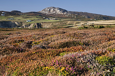 Ling Heather (Calluna vulgaris) on The Range in summer looking to Holyhead Mountain, South Stack Nature Reserve, Isle of Anglesey, North Wales, UK
