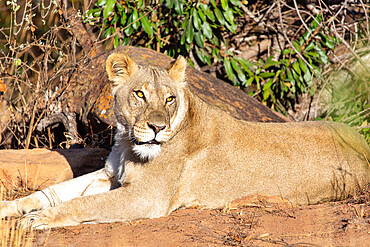 Lioness in Welgevonden Game Reserve, Limpopo, South Africa, Africa