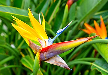 Bird of Paradise plant (Strelitzia) flower.