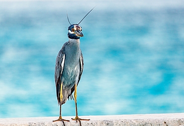 Yellow Crowned Night Heron