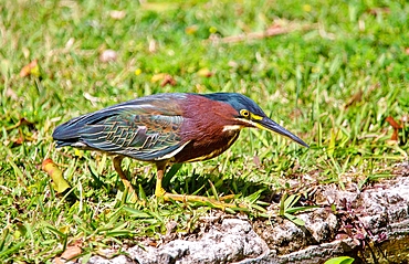 A young Green Heron (Butorides Virescens) fishing by a pond, Bermuda, Atlantic, North America