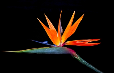 Bird of Paradise flower (Strelitzia Reginae), a perennial plant that can reach over 3m in height, originating in South Africa, Bermuda, North America