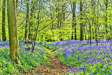 Bluebell wood near Hailsham, East Sussex, England, United Kingdom, Europe