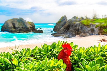 Feral rooster at Warwick Long Bay beach, South Shore, Bermuda, Atlantic, North America