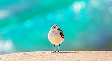 Sandpiper (Scolopacidae), a common wading bird, Bermuda, Atlantic, North America