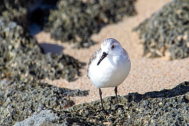 Sandpiper (Scolopacidae), a common wading bird, Bermuda, Atlantic, North America