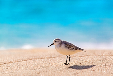 Sandpiper (Scolopacidae), a common wading bird, Bermuda, Atlantic, North America