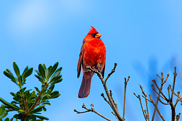 Male Northern Cardinal (Cardinalis cardinalis), a mid sized songbird common in Eastern North America, Bermuda, Atlantic, North America