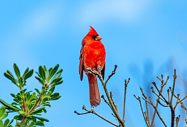 Male Northern Cardinal (Cardinalis cardinalis), a mid sized songbird common in Eastern North America, Bermuda, Atlantic, North America