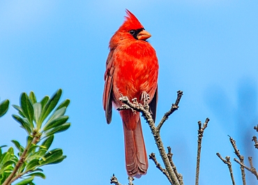 Male Northern Cardinal (Cardinalis cardinalis), a mid sized songbird common in Eastern North America, Bermuda, Atlantic, North America