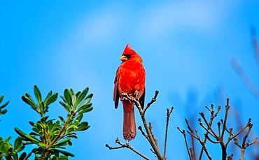 Male Northern Cardinal (Cardinalis cardinalis), a mid sized songbird common in Eastern North America, Bermuda, Atlantic, North America